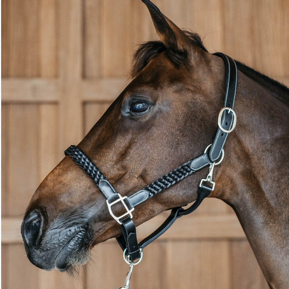 Lederhalfter Plaited