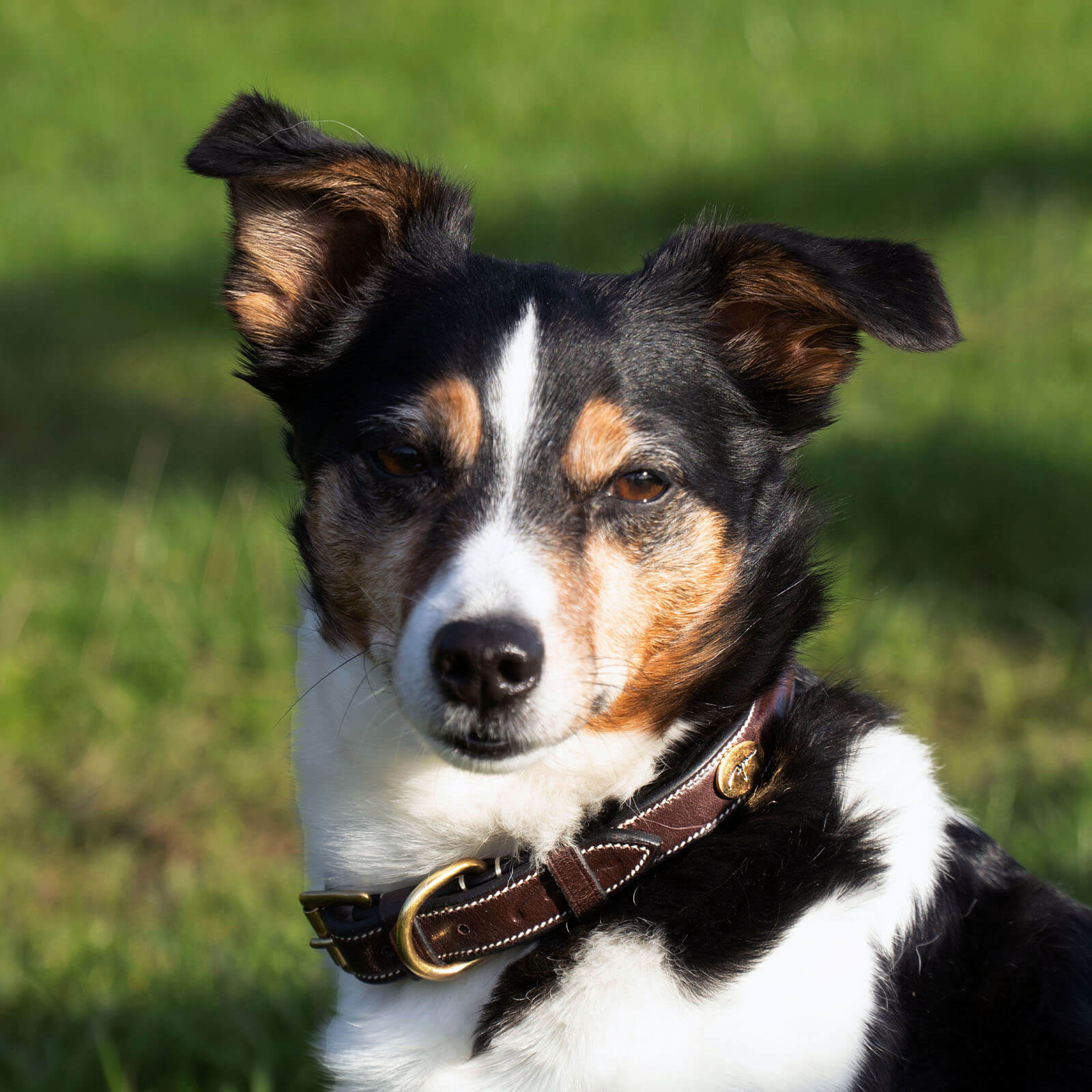 Hundehalsband Fancy Stitch