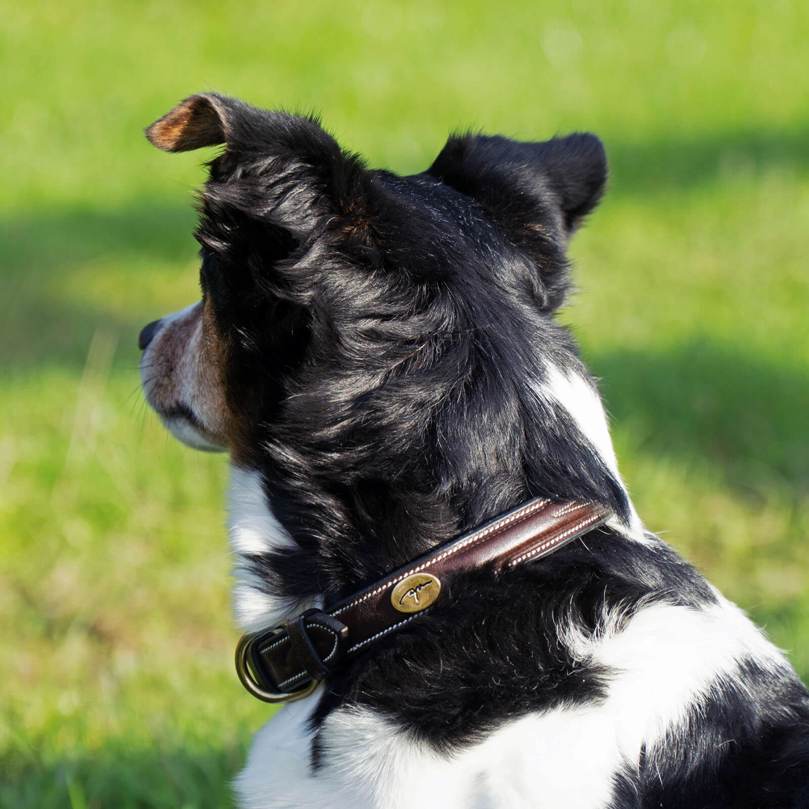 Hundehalsband Fancy Stitch