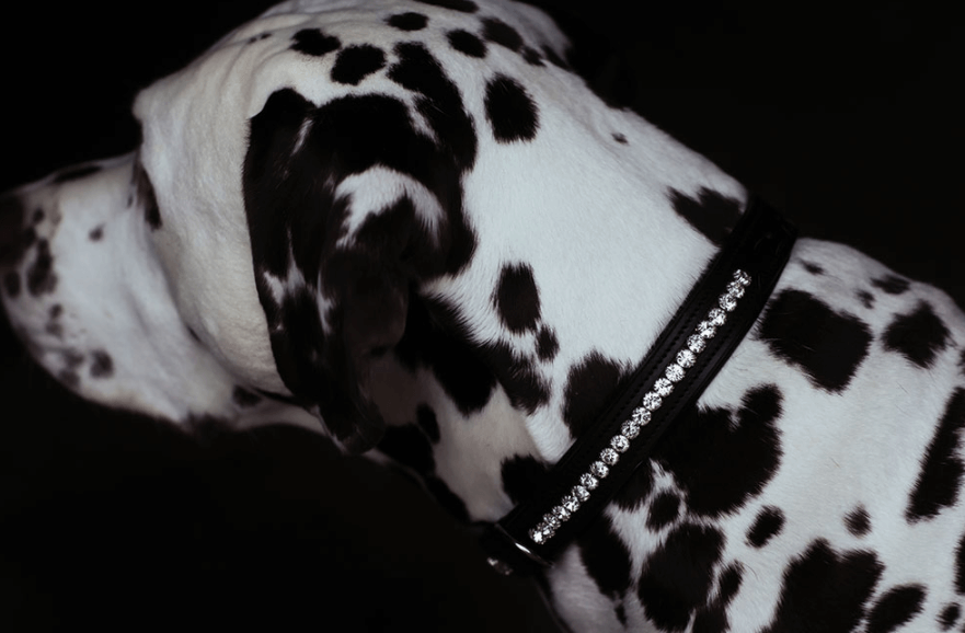 Hundehalsband Black Edition