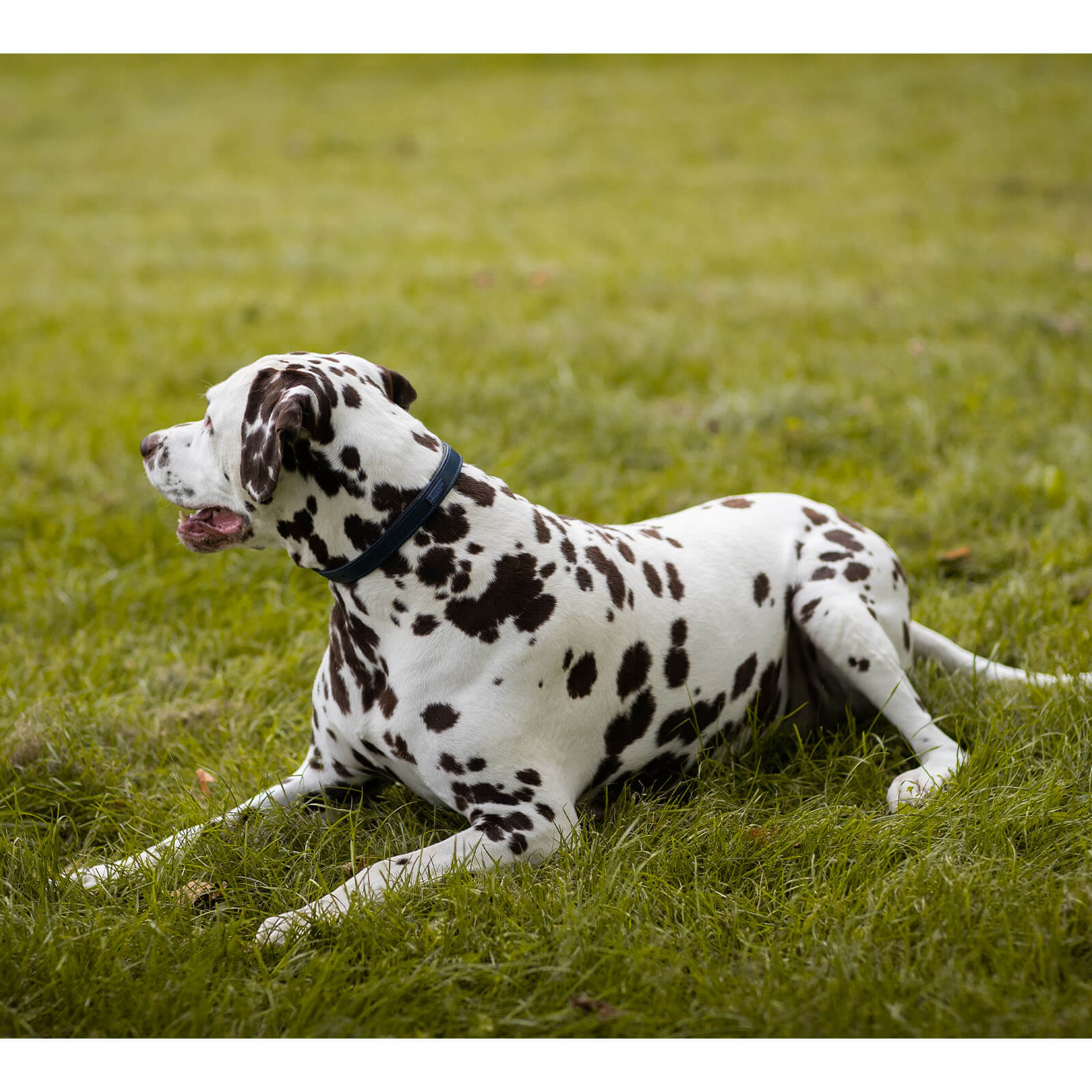 Hundehalsband Blue Meadow FS 2023 Lederhalsband