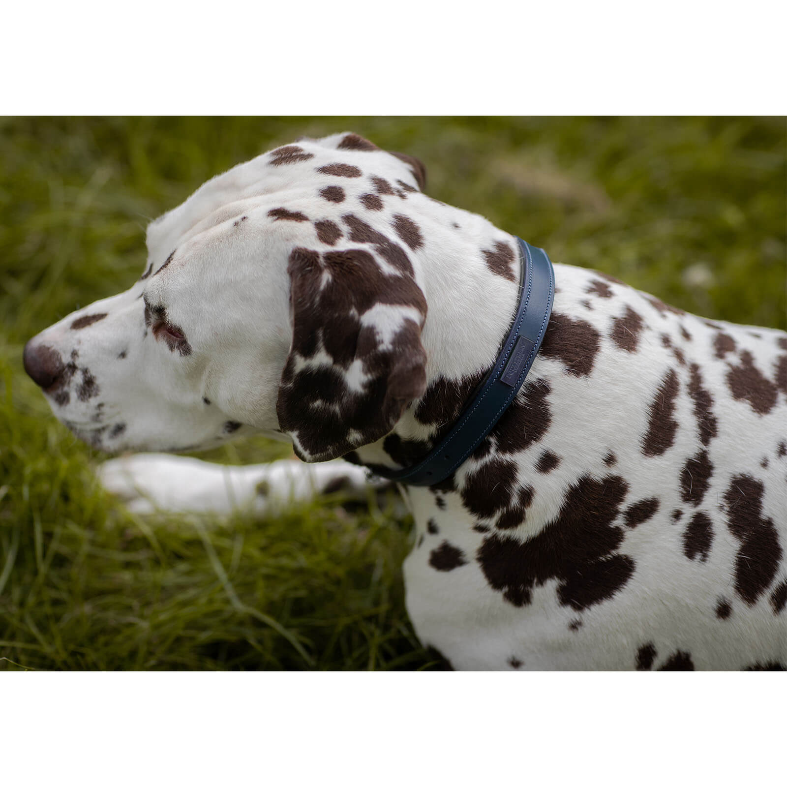 Hundehalsband Blue Meadow FS 2023 Lederhalsband