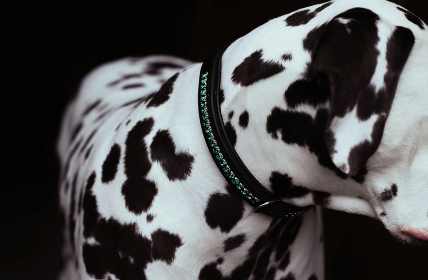 Hundehalsband Deep Olivine