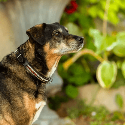 Hundehalsband Strasssteine Bordeaux Crystal