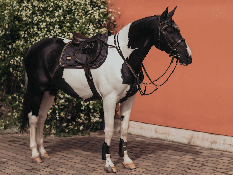Equestrian Stockholm Springschabracke Dark Sky, Dunkelblau, auf Pferd im Sprungset.