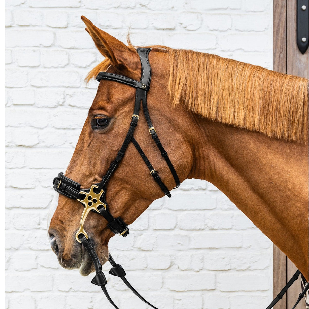 Nasenriemen Hackamore