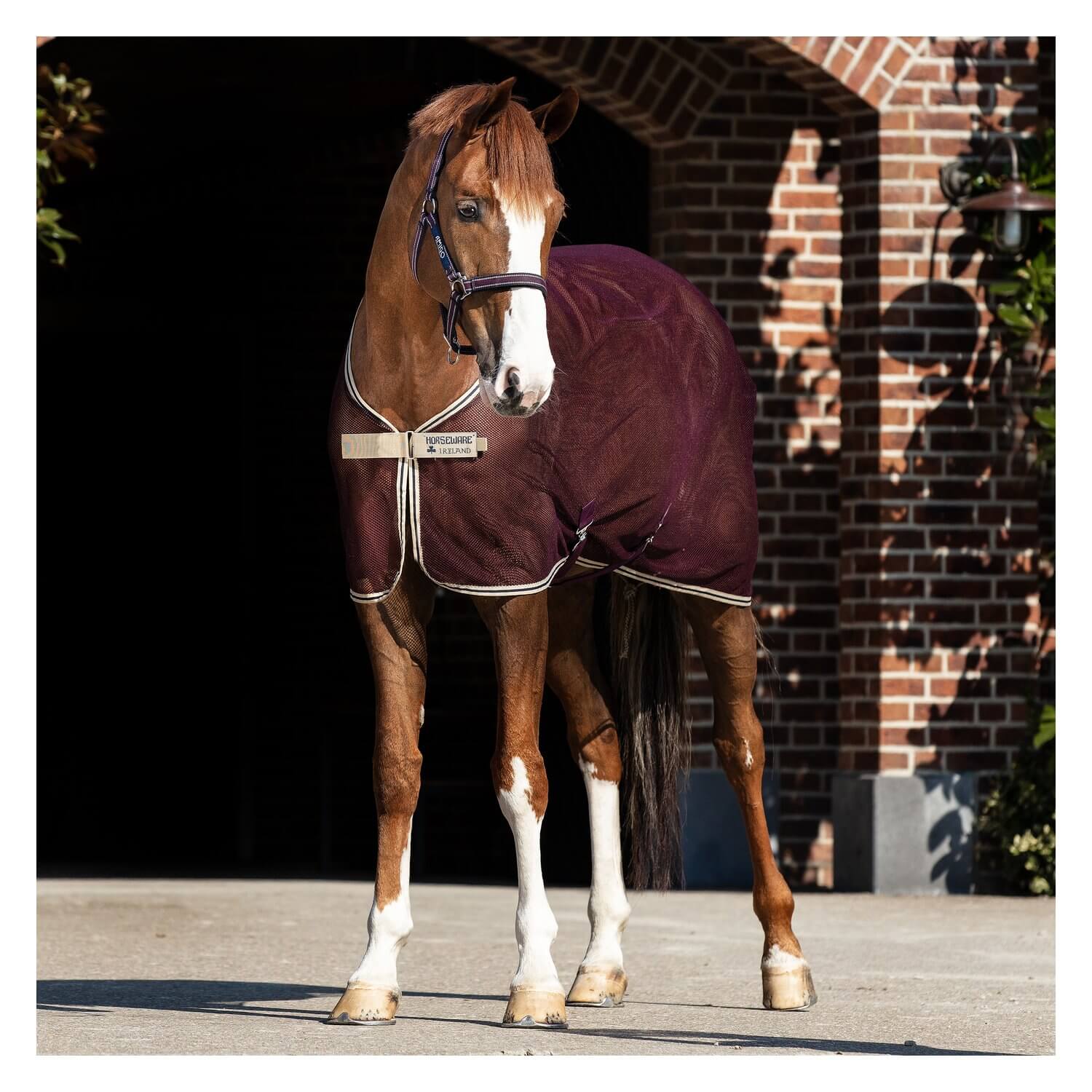 Abschwitzdecke Amigo Net Cooler rem X Sur