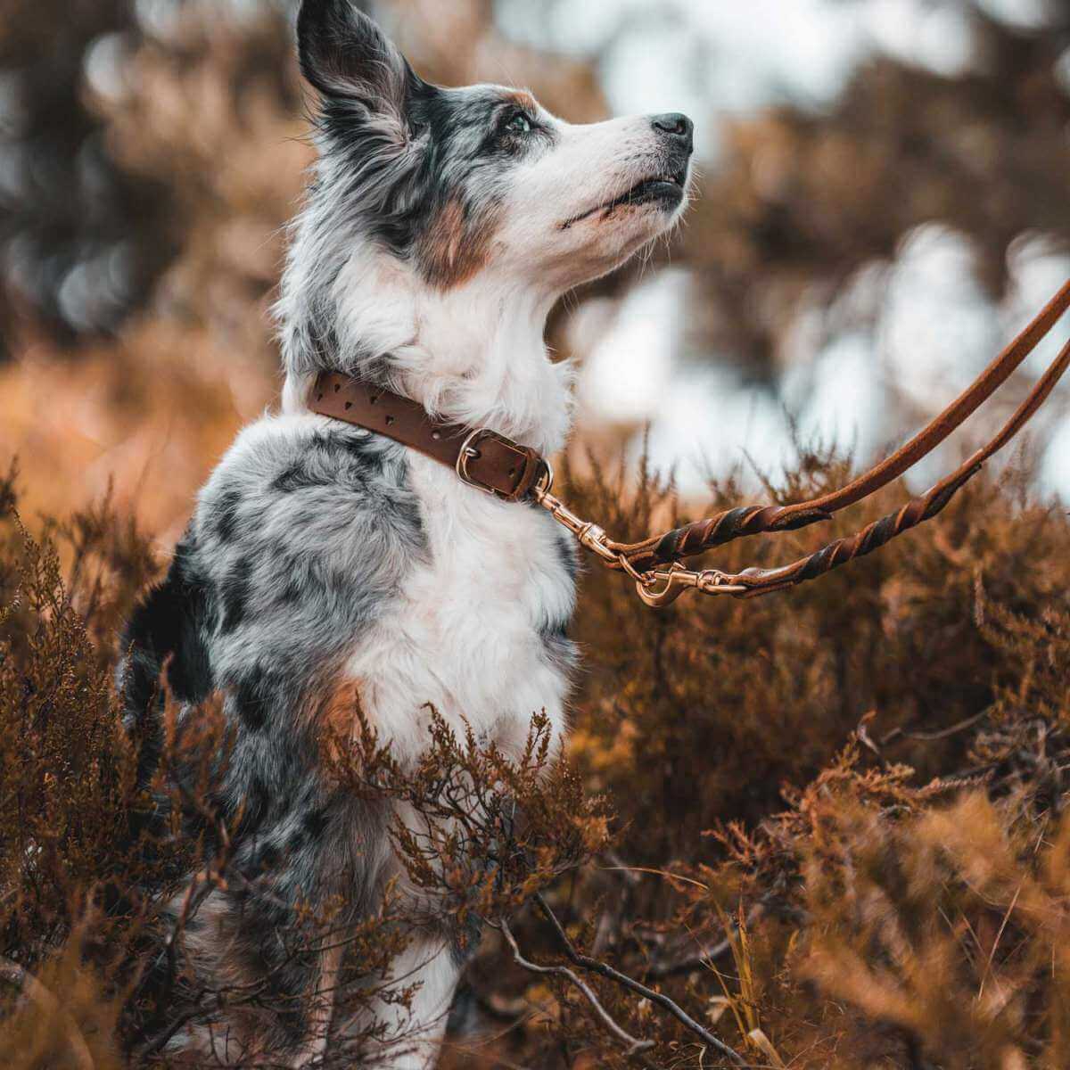 Halsband Aalborg Soul klassisches Hundehalsband Leder