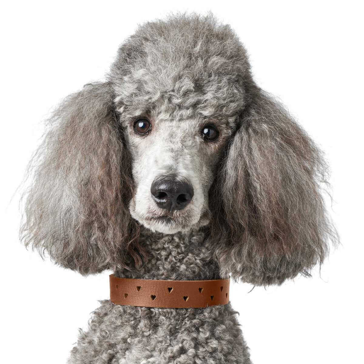 Halsband Aalborg Soul klassisches Hundehalsband Leder