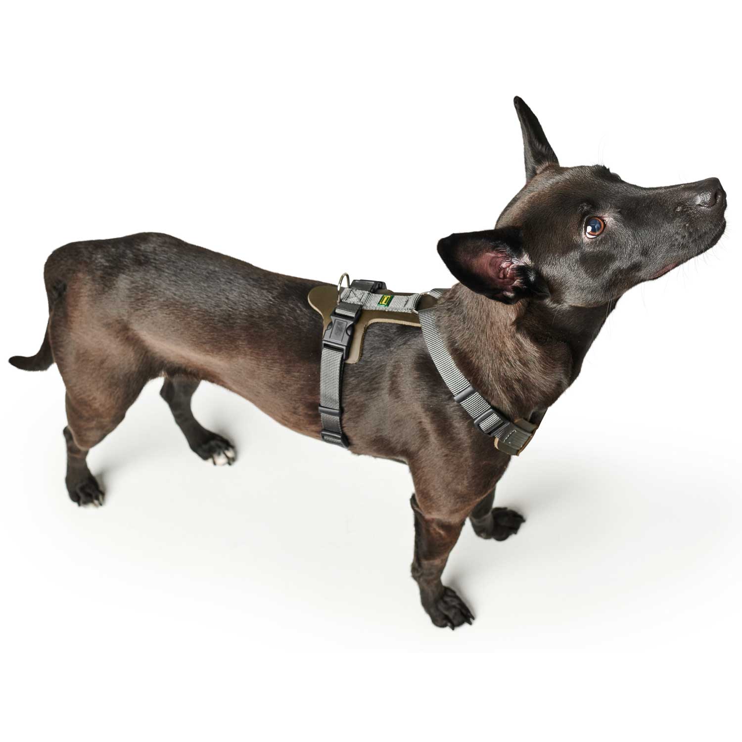 Hunde Geschirr Aalborg Mixed