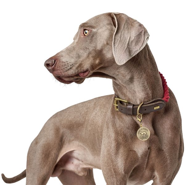 Hundehalsband List Halsband