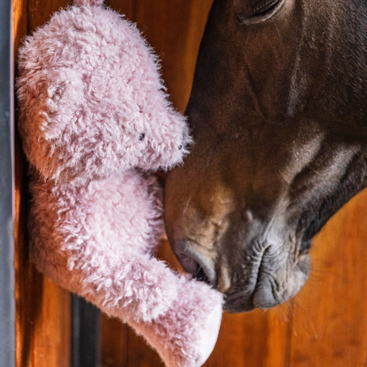 Kentucky Horsewear Relax Pferdespielzeug Bär, Rosa, Pferd berührt den Bären im Stall.