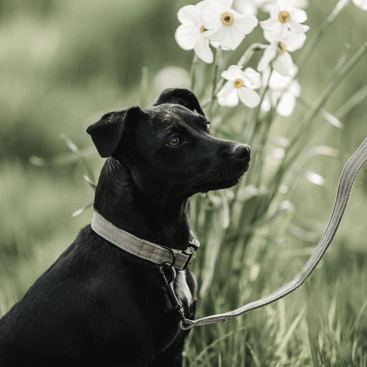 Halsband Lizard Hundehalsband