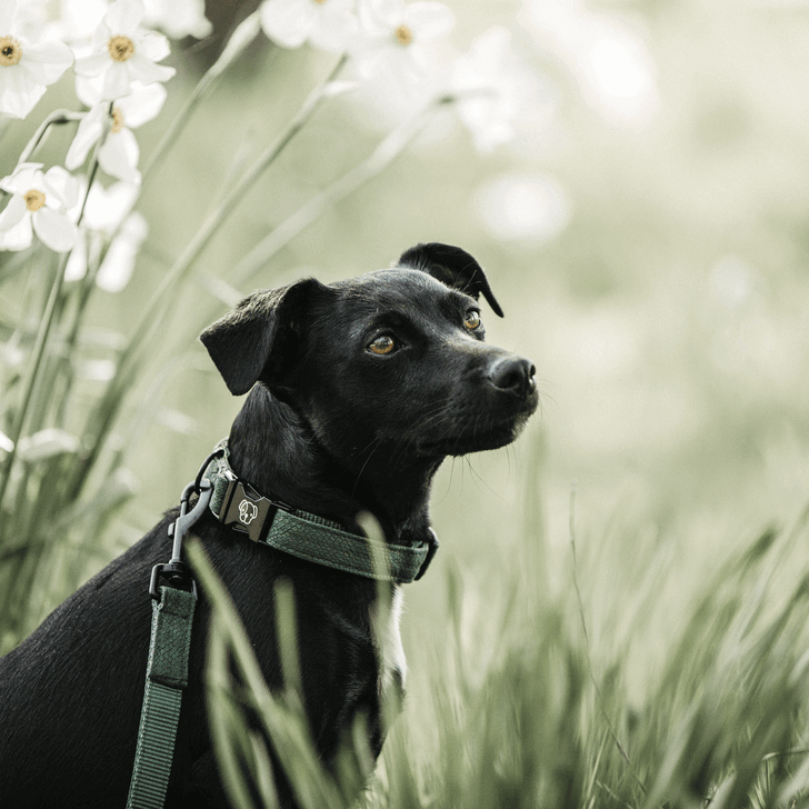 Halsband Lizard Hundehalsband