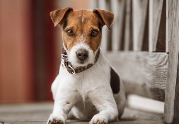 Hunde Halsband Triangle Hundehalsband