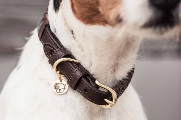 Hunde Halsband Triangle Hundehalsband