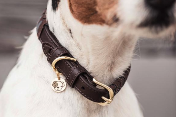 Hunde Halsband Triangle Hundehalsband