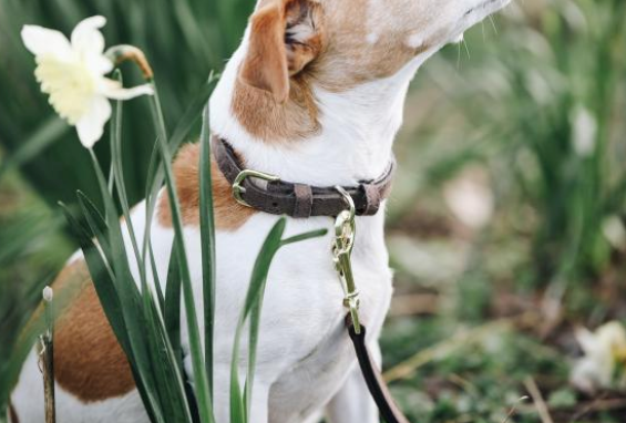 Hunde Halsband Velvet Leather Lederhalsband