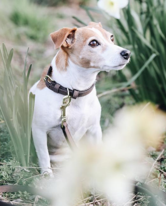 Hunde Halsband Velvet Leather Lederhalsband