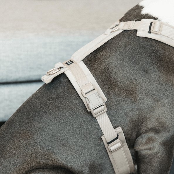 Hundegeschirr Aktiv Velvet Samt