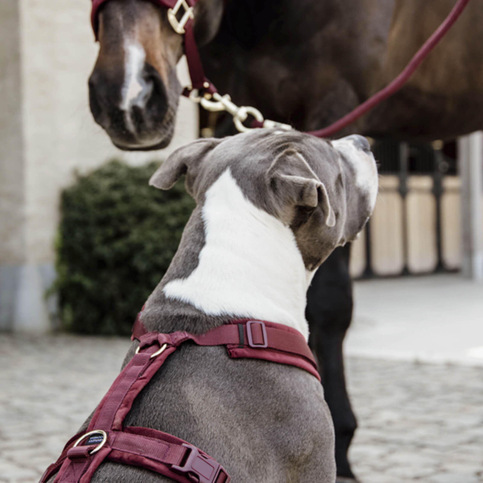 Hundegeschirr Aktiv Velvet Samt