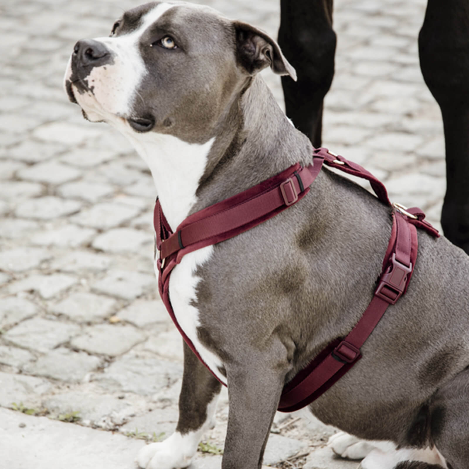 Hundegeschirr Aktiv Velvet Samt