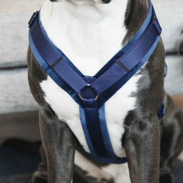 Hundegeschirr Aktiv Velvet Samt