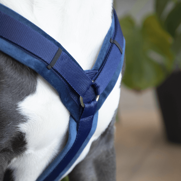Hundegeschirr Aktiv Velvet Samt