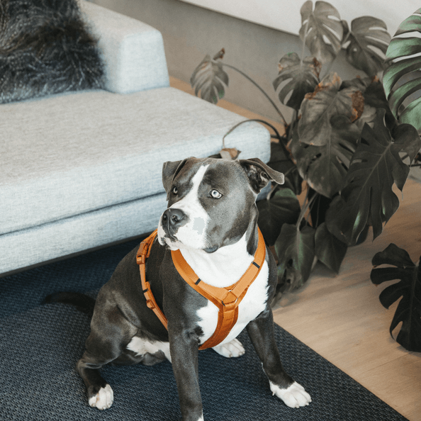 Hundegeschirr Aktiv Velvet Samt