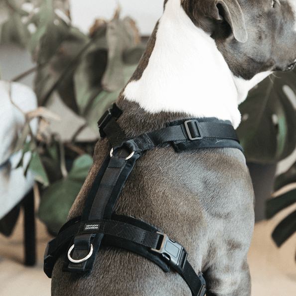 Hundegeschirr Aktiv Velvet Samt