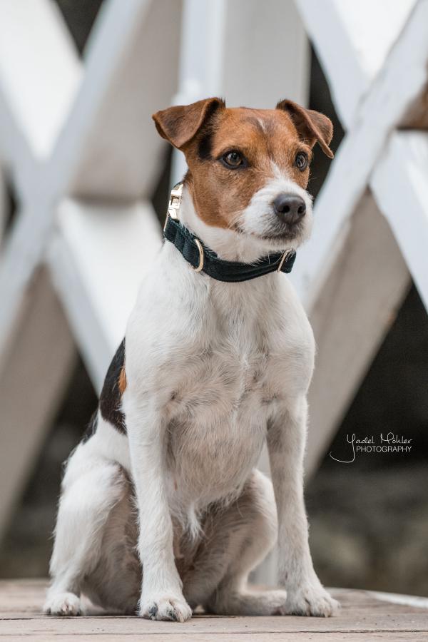 Hundehalsband Corduroy Halsband