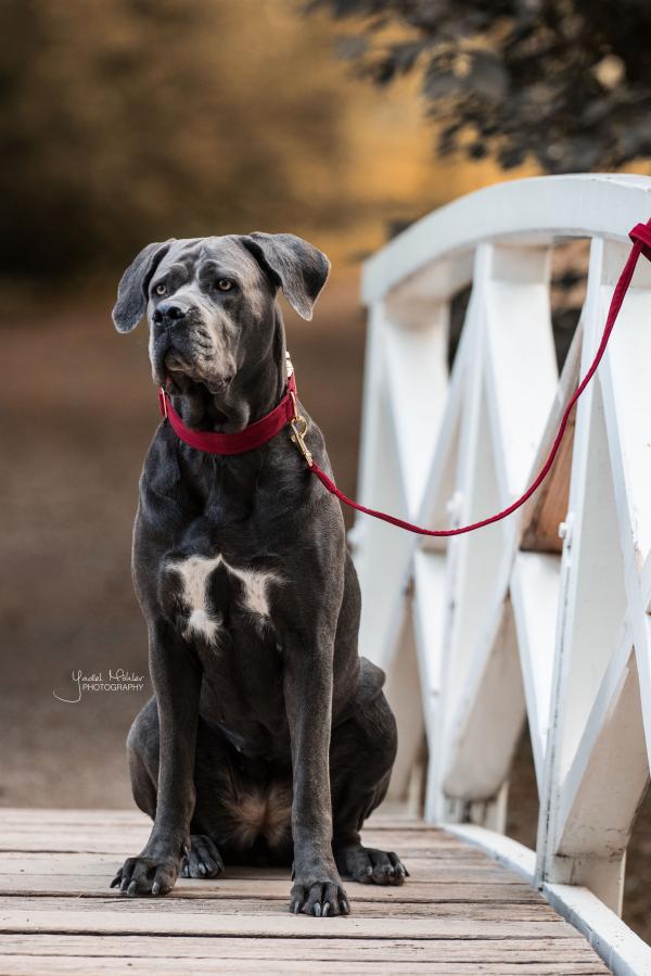 Hundehalsband Corduroy Halsband