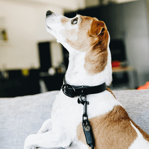 Hundehalsband Soft Rubber Gummi