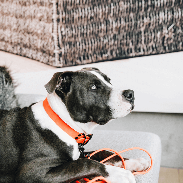 Hundehalsband Soft Rubber Gummi