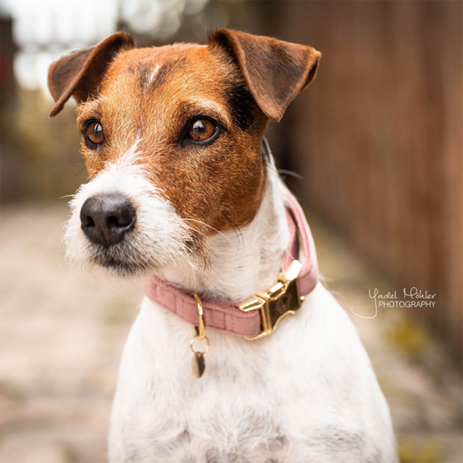 Hundehalsband Velvet Halsband