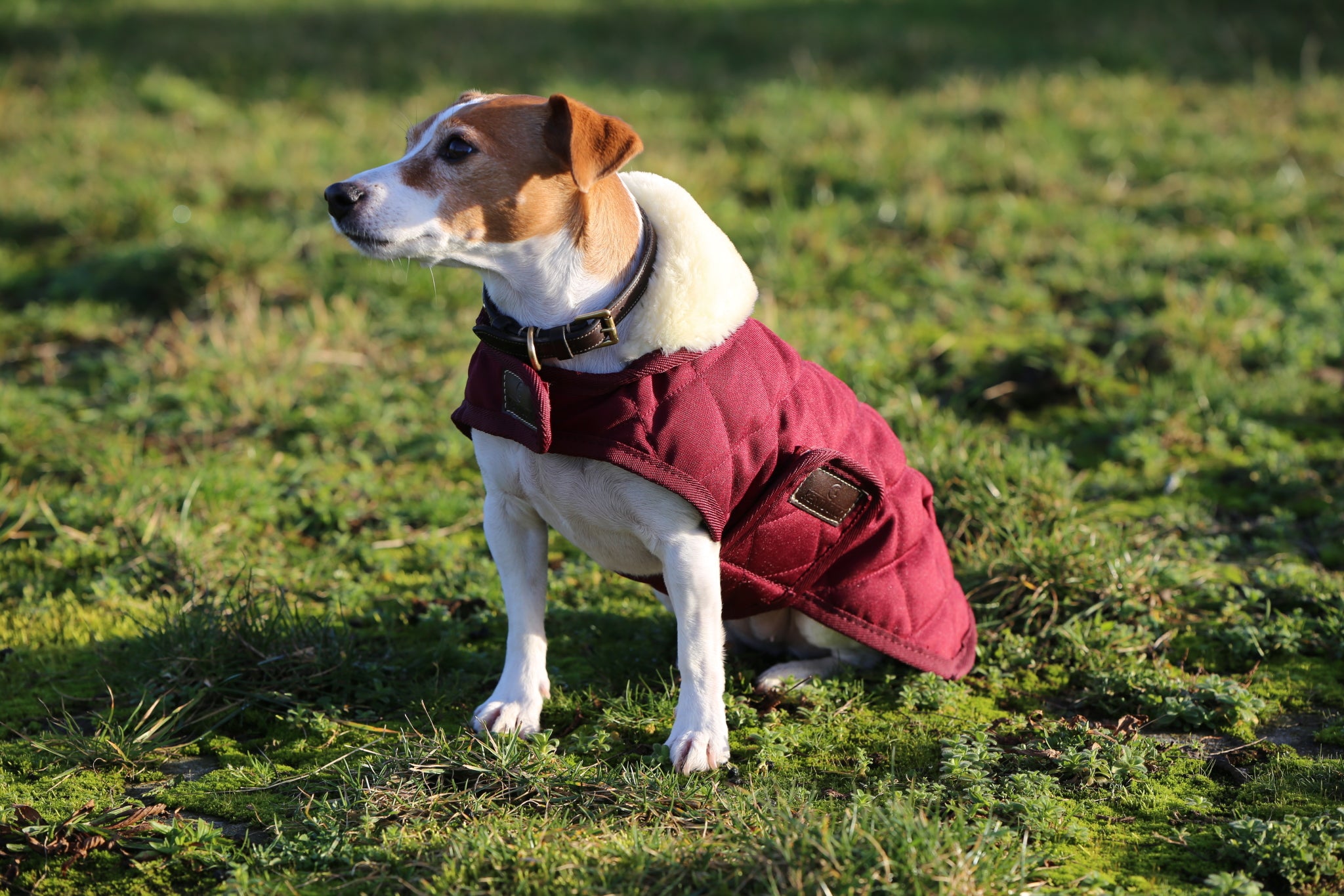 Hundemantel Original Hundejacke