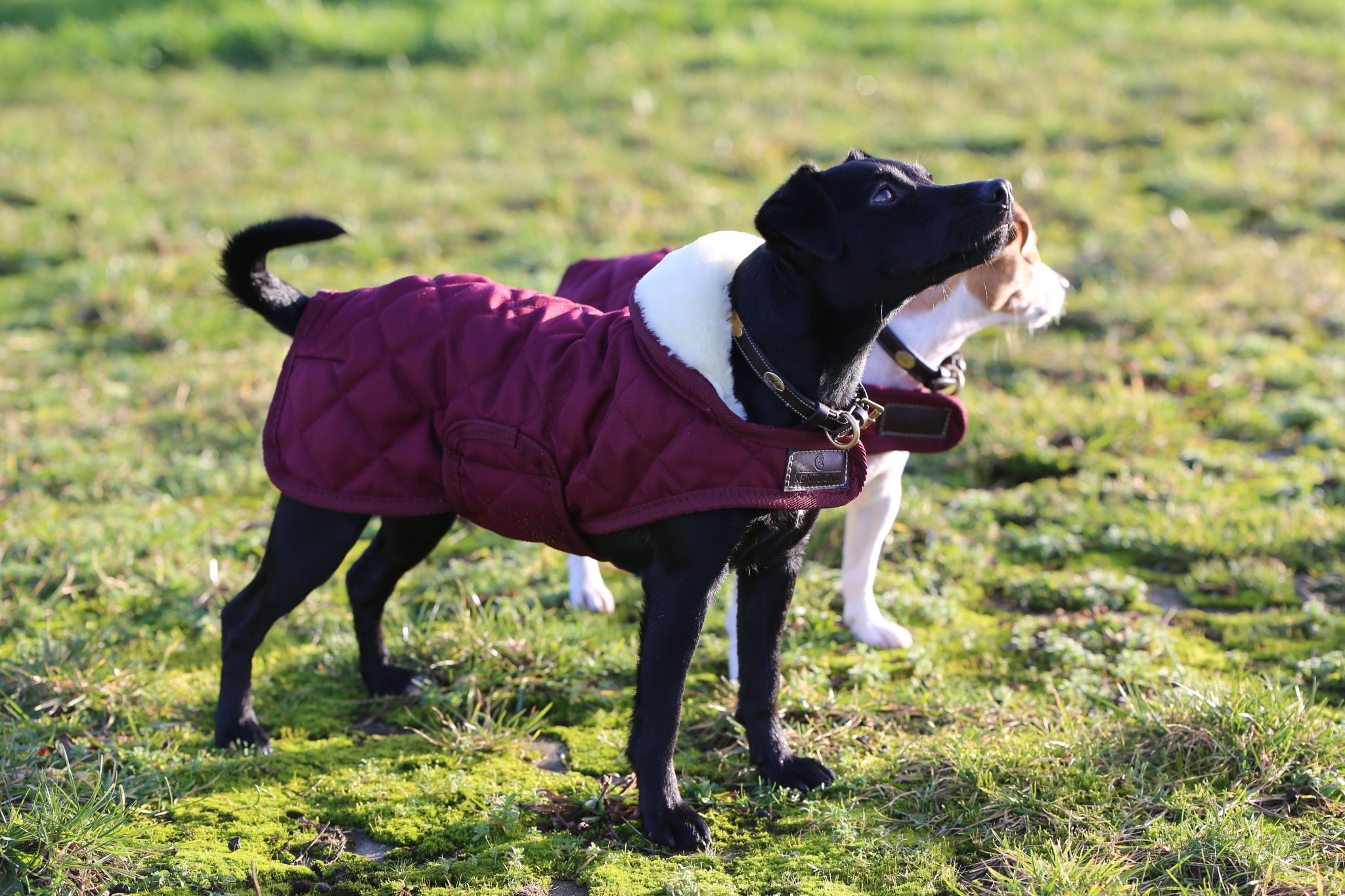 Hundemantel Original Hundejacke