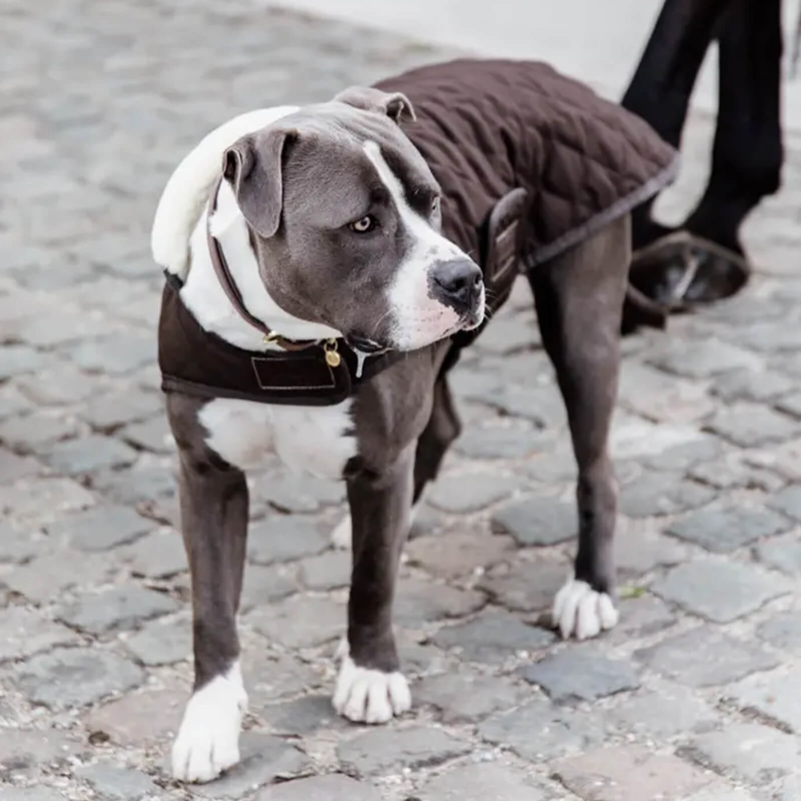 Hundemantel Original Hundejacke