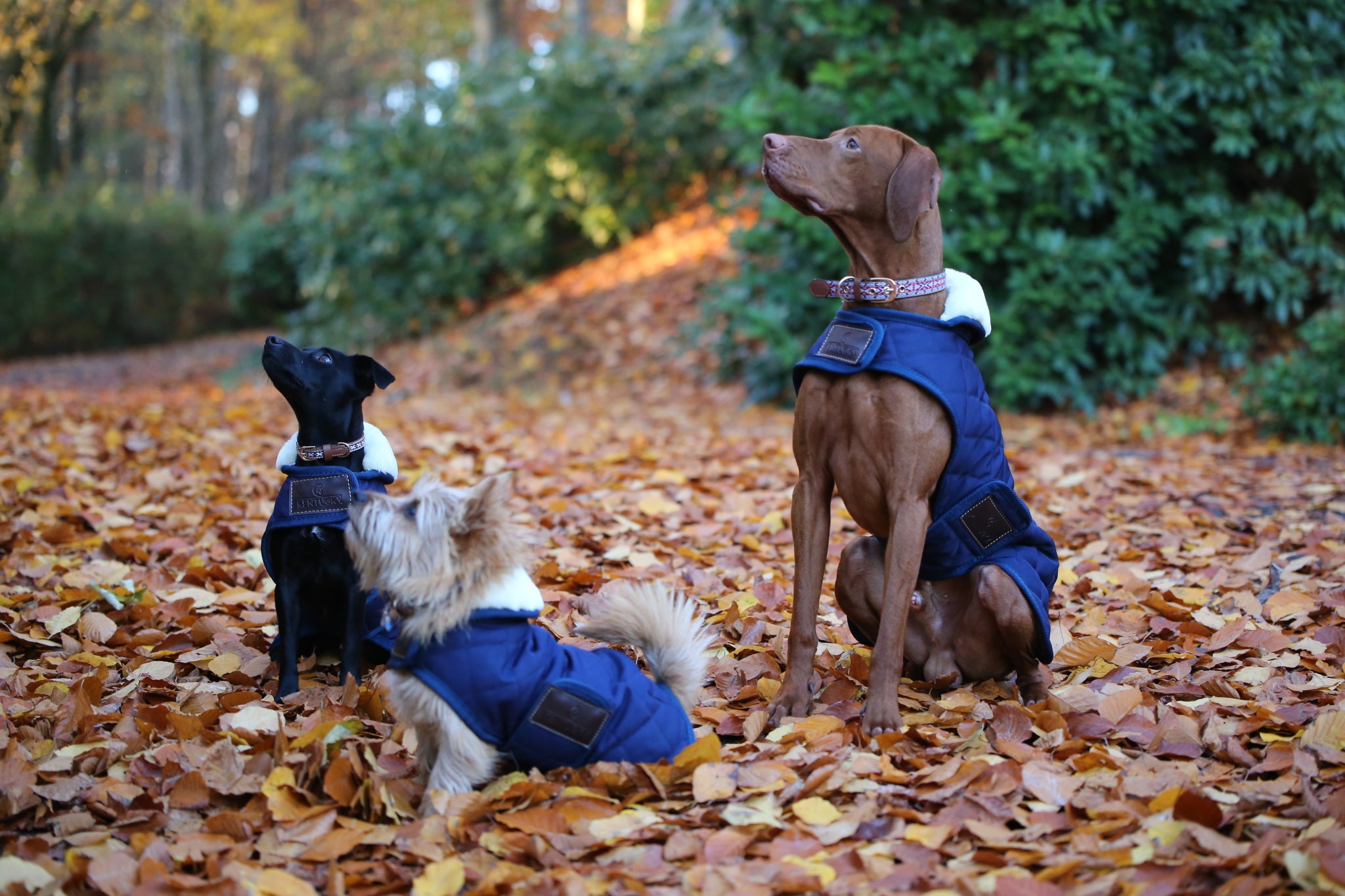 Hundemantel Original Hundejacke