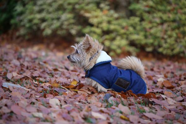 Hundemantel Original Hundejacke