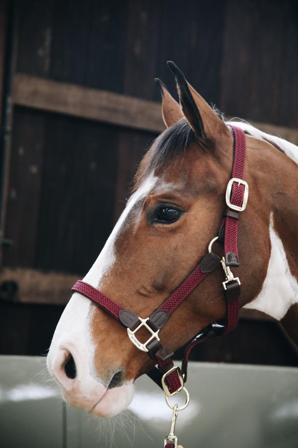 Stallhalfter Plaited Nylon Halfter Nylonhalfter