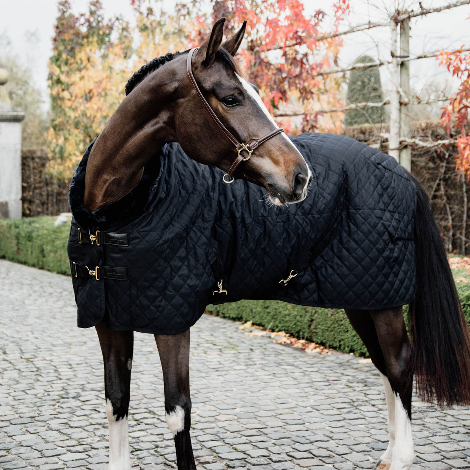 Turnierdecke 160g Show Rug