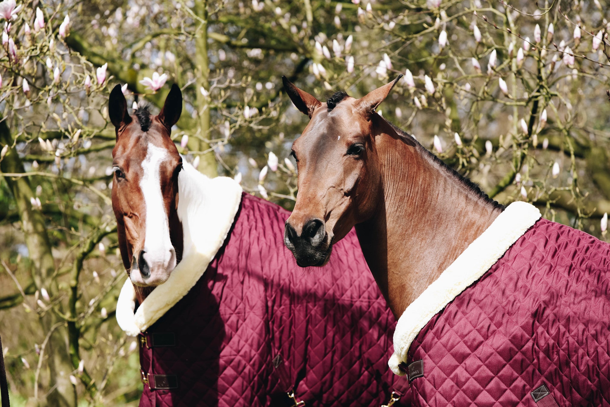 Turnierdecke 160g Show Rug