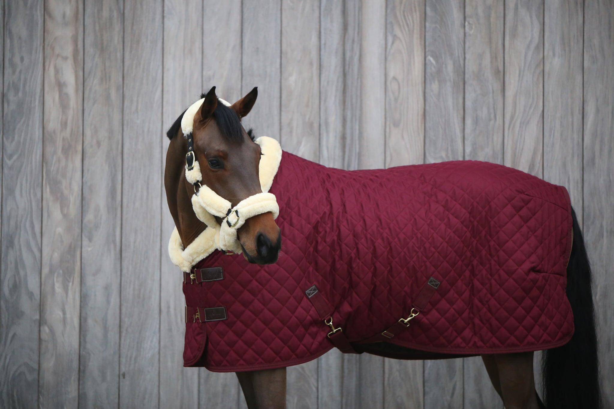 Turnierdecke 160g Show Rug