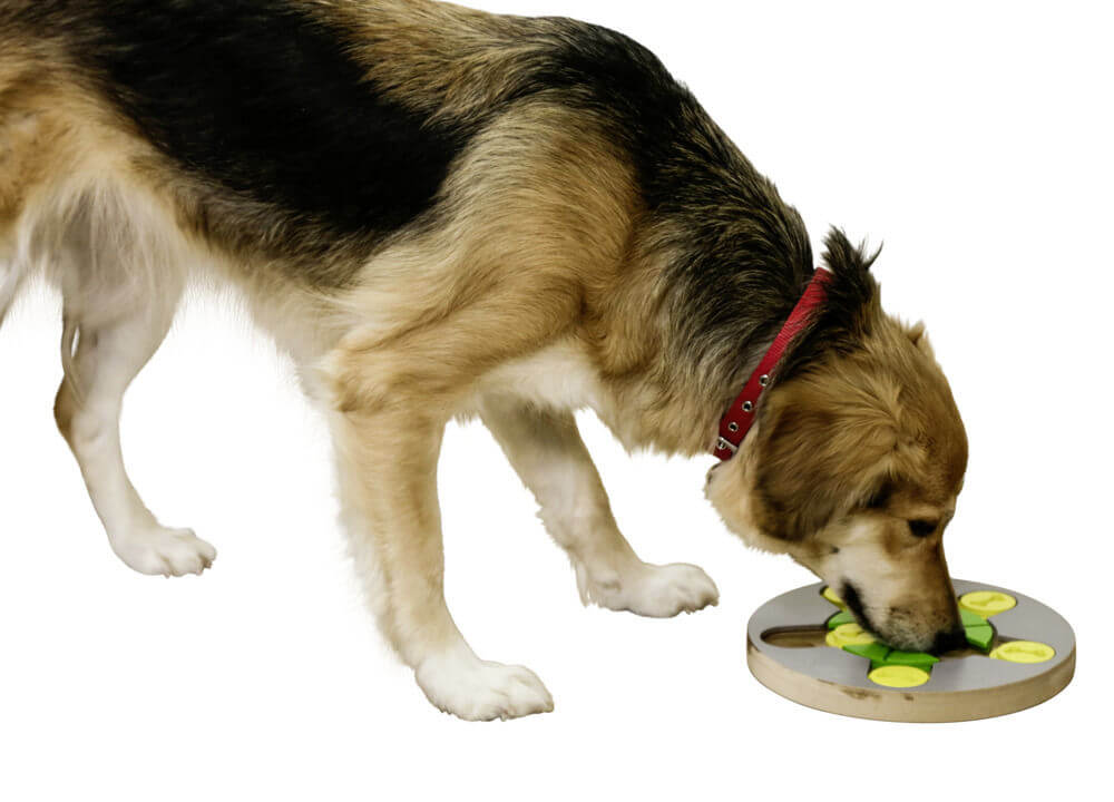 KERBL Aktivitätsspielzeug Denk- und Lernspielzeug Switch Hundespielzeug, Hund benutzt das Produkt.