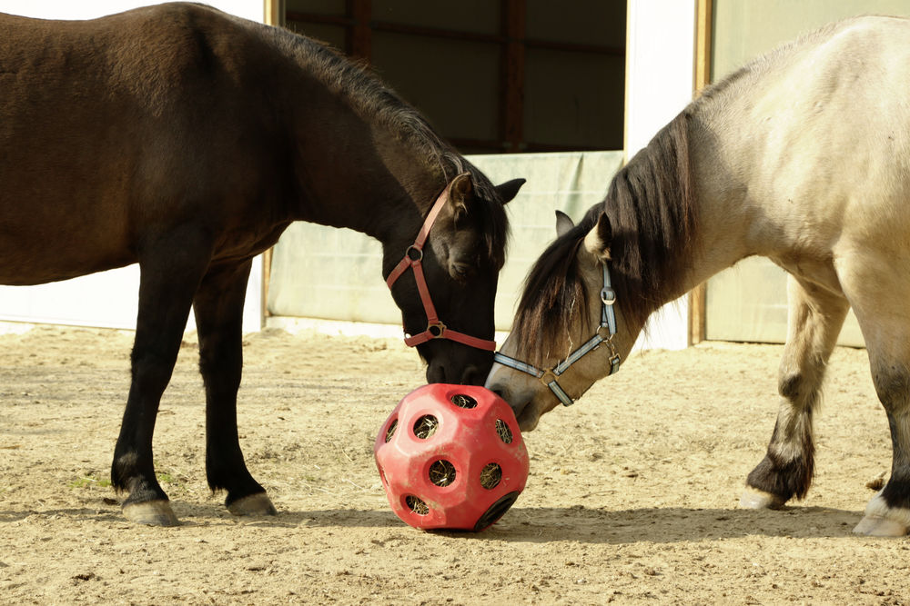 Heuball Pferde Spielzeug Futterspielball
