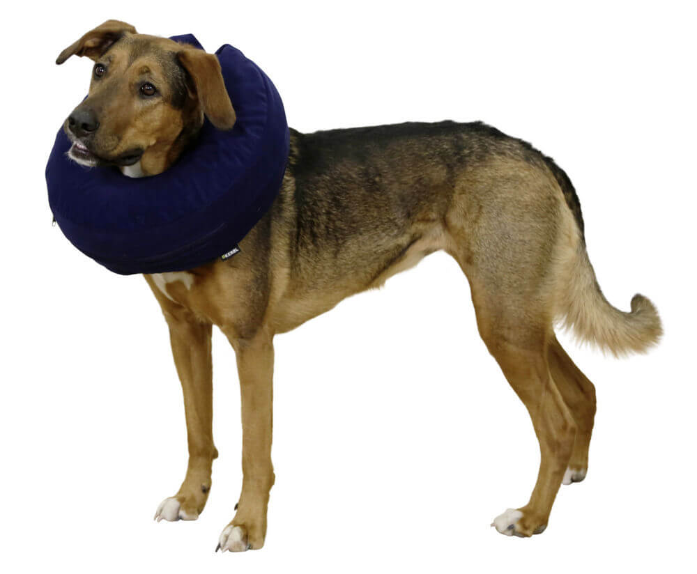 Hundehalskrause aufblasbar Hundeschutzkragen, dunkelblau, Hund trägt das Produkt.