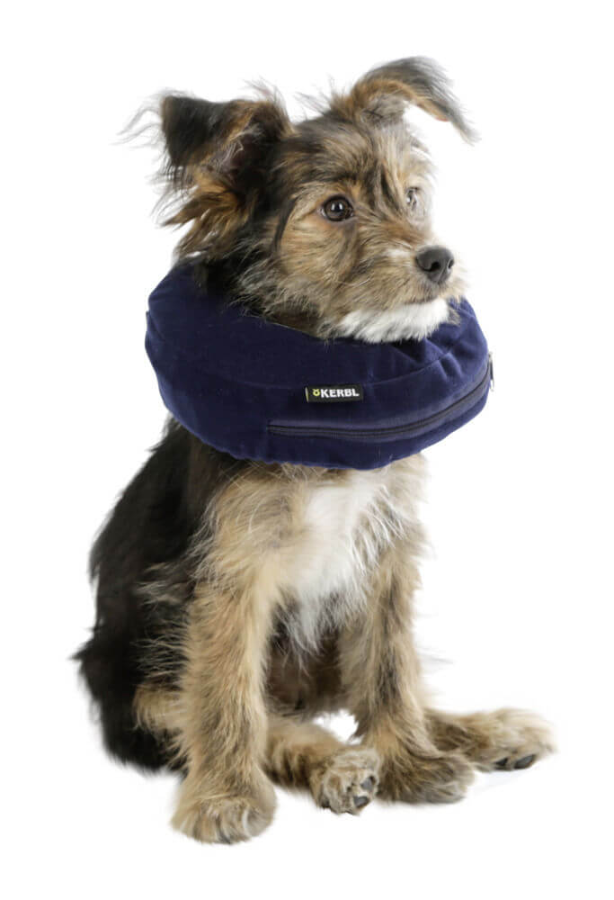 Hundehalskrause aufblasbar Hundeschutzkragen, Blau, Hund trägt den Schutzkragen.