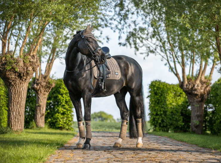 Schabracke LM Loire Classic Satin Dressage Square Dressurschabracke