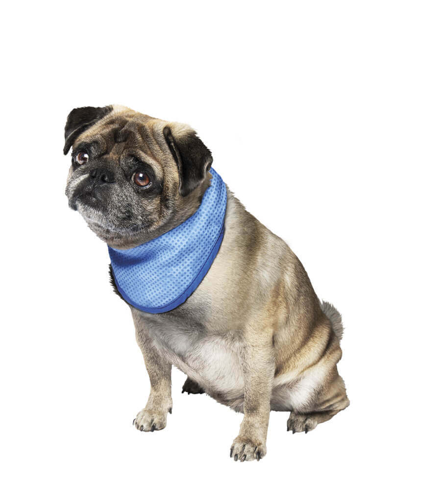 Kühl-Halstuch Hunde